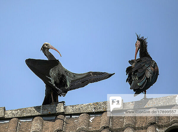 Two northern bald ibises (Geronticus eremita) on top of tiled roof