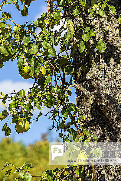 Birnenfrüchte wachsen an einem sonnigen Tag auf einem Baum im Obstgarten