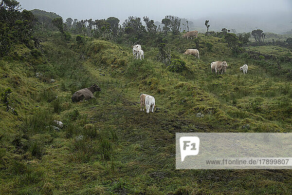 Portugal  Azores  Cattle grazing on Pico Island