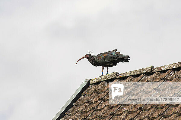 Northern bald ibis (Geronticus eremita) on top of tiled roof