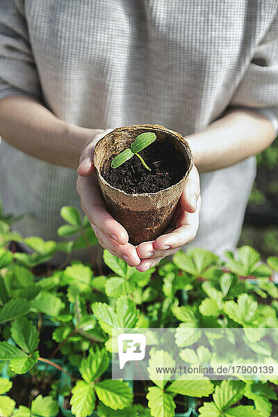 Hands of farmer holding potted plant