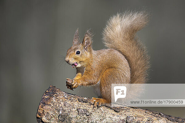 Red squirrel (Sciurus vulgaris) feeding outdoors