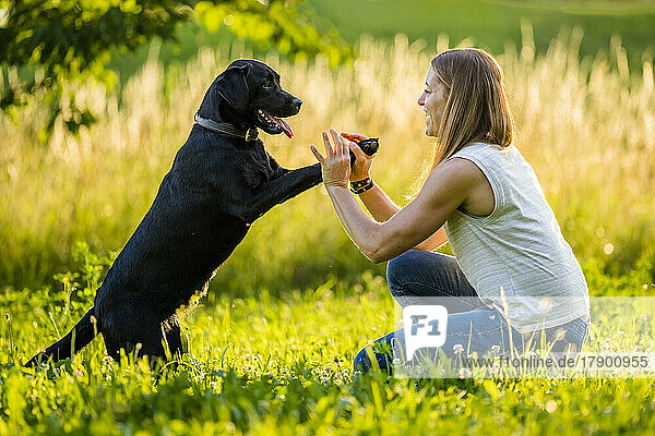 Cheerful woman playing with Black Labrador in grass on sunny day