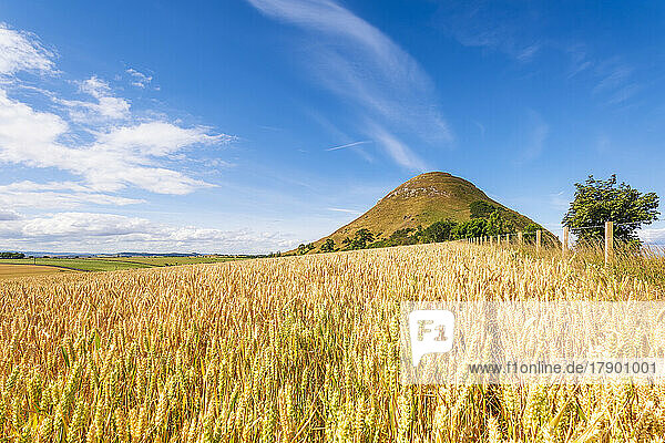 UK  Scotland  North Berwick  Barley field in summer with North Berwick Law hill in background