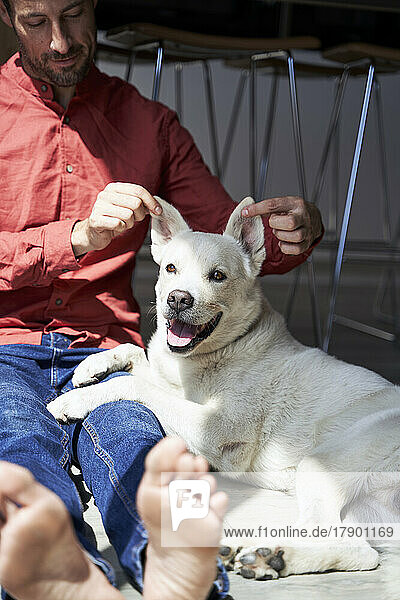 Man playing with dog's ears at home