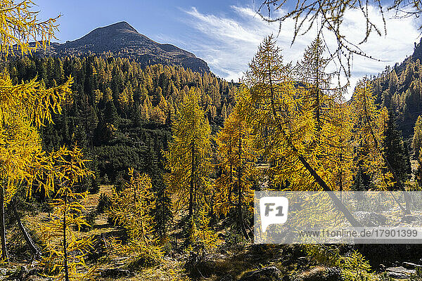 Italy  Trentino-Alto Adige  Paneveggio forest in autumn