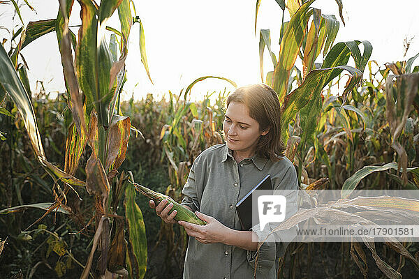 Woman with digital tablet examining maize plant in field