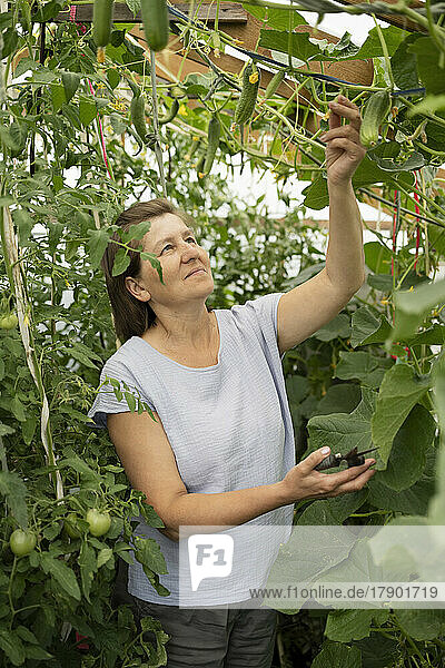 Mature woman with scissors picking cucumber from plant at vegetable garden
