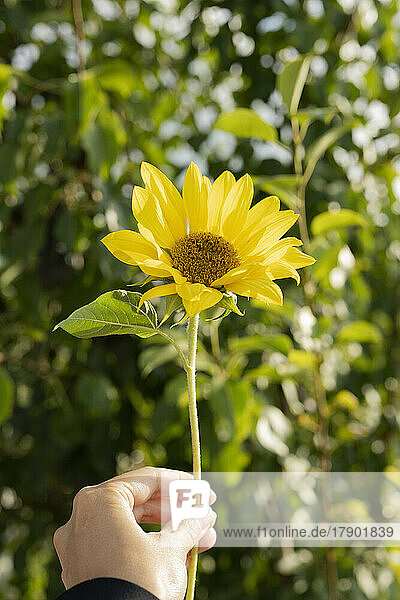 Hand einer Frau  die an einem sonnigen Tag eine Sonnenblume hält