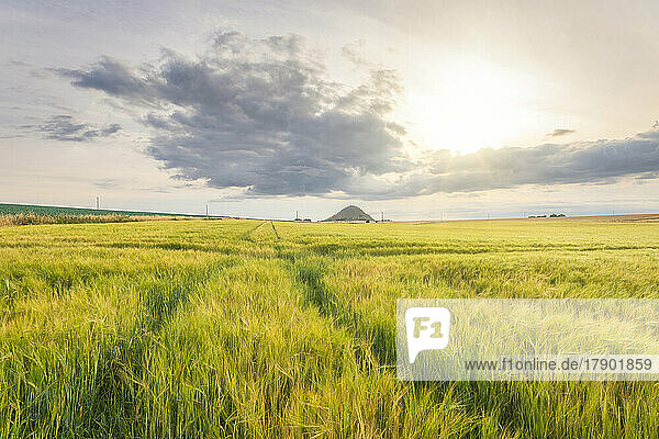 Green barley field at summer sunset