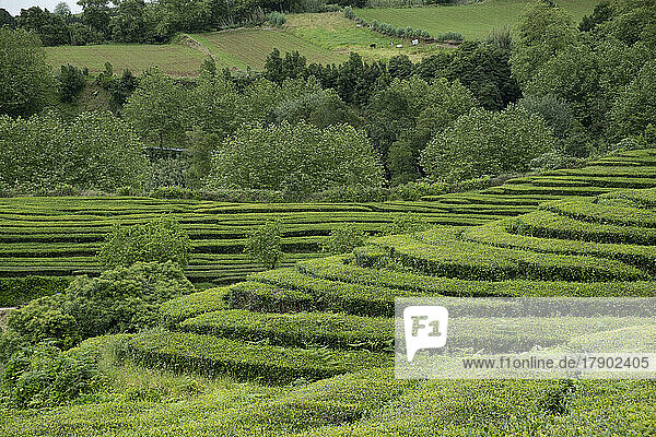 Portugal  Azores  Terraced tea plantation on Sao Miguel Island