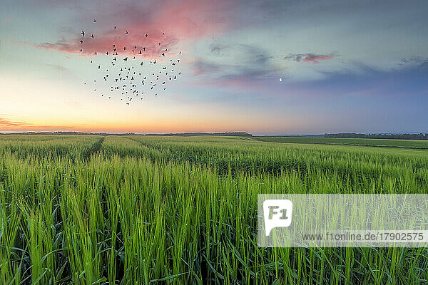 Flock of birds flying over green crops at dusk