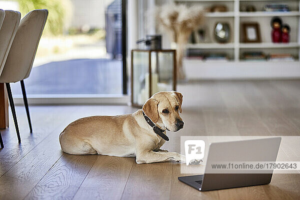 Dog looking at laptop on floor at home
