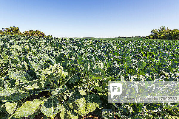Brussels sprouts growing in field