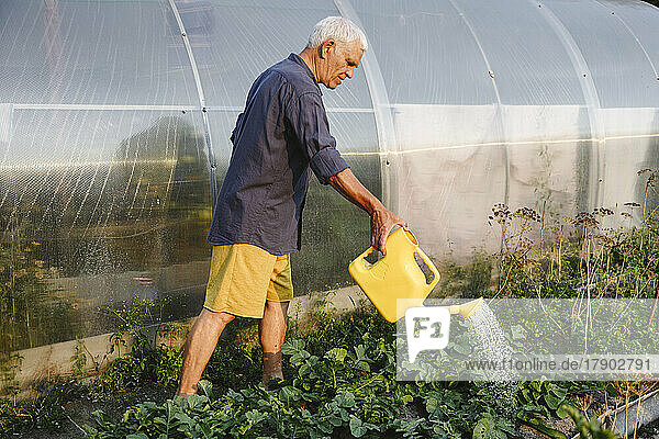 Senior man watering herbs in vegetable garden