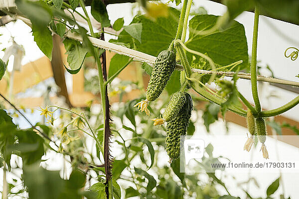 Fresh cucumbers grown on plant in greenhouse