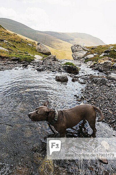 Dog standing in lake in front of mountains