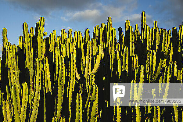 Cactus in front of sky on sunny day