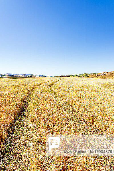 Tire tracks stretching across vast barley field in summer