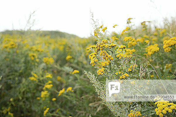Yellow tansy flowers growing in field