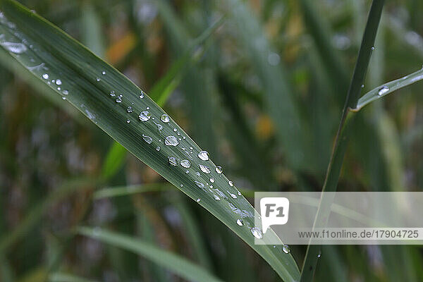 Green leaf covered in raindrops