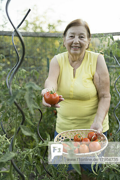 Senior woman harvesting fresh tomatoes in garden