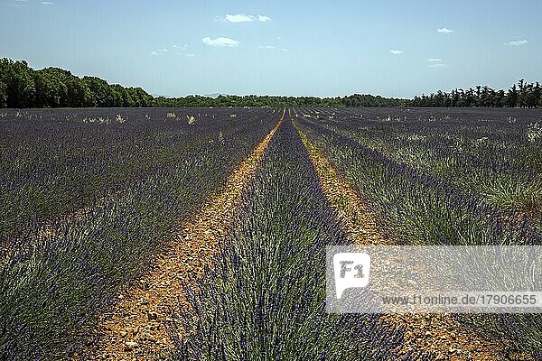 Lavender field  flowering true lavender (Lavandula angustifolia)  near Valensole  Provence  Provence-Alpes-Cote d Azur  South of France  France  Europe
