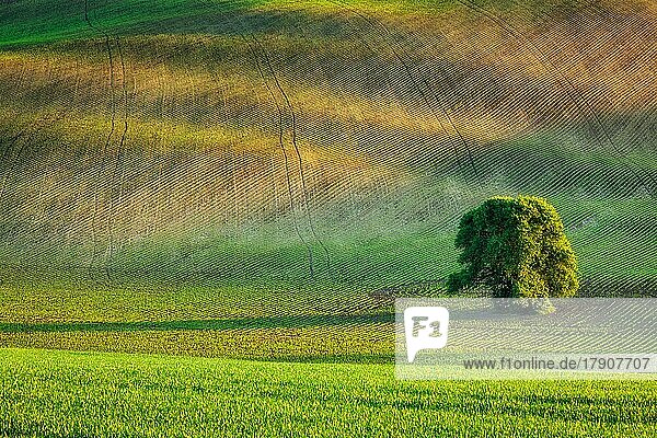 Einsamer Baum in hügeliger Landschaft in Mähren  Tschechische Republik  Europa