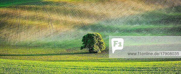 Panorama eines einsamen Baumes in einer hügeligen mährischen Ackerlandschaft  Mähren  Tschechische Republik  Europa