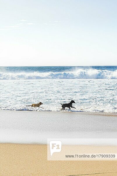 Hunde laufen und haben Spaß am Strand. Sommerzeit