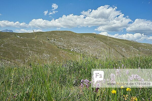 Mountain landscape of the Gran Sasso  in front meadow with blooming flowers  near the village of Calascio  Gran Sasso National Park and Monti della Laga  Gran Sasso Mountains  Gran Sasso National Park and Monti della Laga  Abruzzo  Apennines  Province of LAquila  Italy  Europe