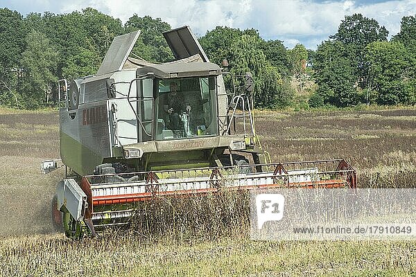 Harvesting of Broad beans (Vicia faba) with combine harvester on Stenberget  Skurup community  Scania  Sweden  Scandinavia  Europe