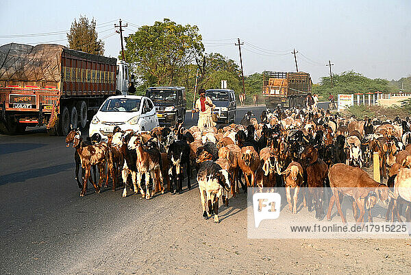 Ziegen  die in der Abenddämmerung entlang der Hauptstraße und dem dichten Verkehr in der Stadt Bhuj nach Hause getrieben werden  Gujarat  Indien  Asien