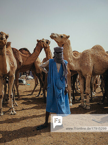 Nouakchott Kamelmarkt  Nouakchott  Mauretanien  Westafrika  Afrika