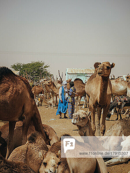 Nouakchott Camel Market  Nouakchott  Mauritania  West Africa  Africa
