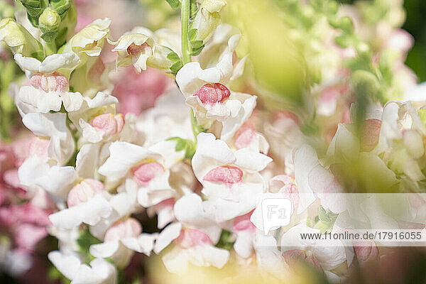 Photo of pastel color flowers
