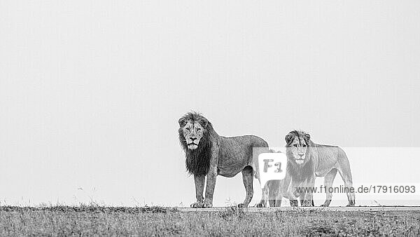 Drei männliche Löwen  Panthera Leo  auf einem Bergrücken  Seitenansicht  Schwarz-Weiß-Bild.