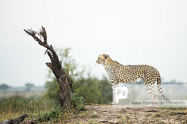 Ein Gepard  Acinonyx jubatus  steht auf einem Erdhügel und schaut hinaus  Seitenprofil