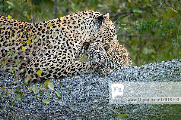 Eine Leopardin und ihr Junges  Panthera pardus  legen sich gemeinsam auf einen Baumstamm  während die Leopardin ihr Junges putzt