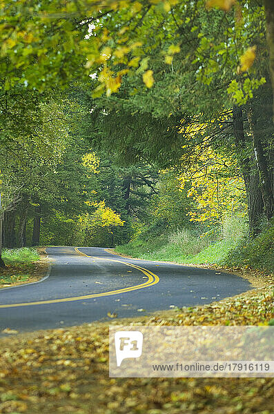 Columbia River Highway  eine Kurve auf der Straße  üppige Bäume und Herbstlaub.