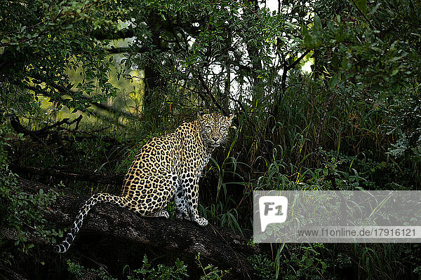 Ein Leopard  Panthera pardus  sitzt auf einem Ast und blickt direkt in die Luft.