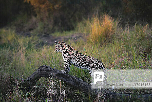 Ein Leopard  Panthera pardus  steht auf einem toten Baum und schaut in die Ferne.