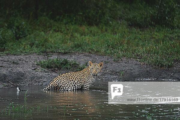 Ein Leopard  Panthera pardus  steht im Wasser und schaut zurück