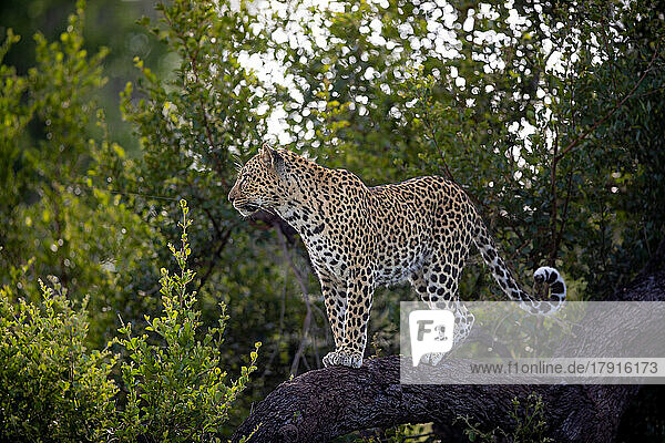 Ein Leopard  Panthera pardus  steht auf einem Ast und blickt in die Ferne