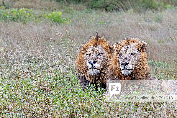 Zwei männliche Löwen  Panthera leo  liegen zusammen im langen Gras