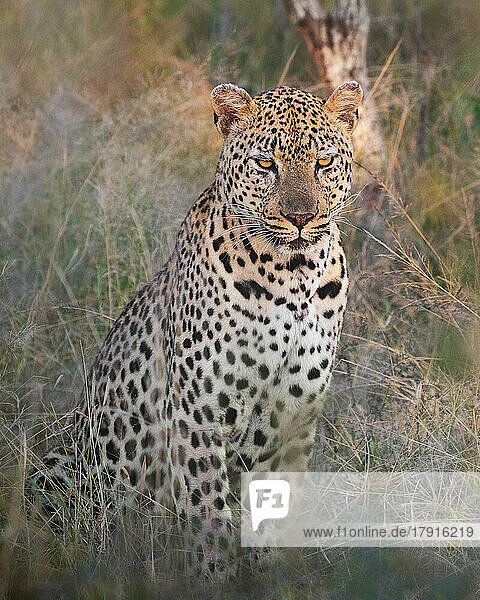 Ein männlicher Leopard  Panthera pardus  sitzt im langen Gras und schaut nach vorne