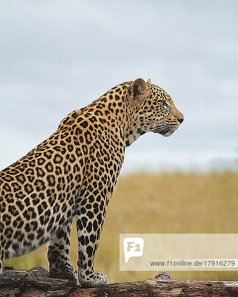 Ein Leopard  Panthera pardus  liegt auf dem Boden und schaut nach oben
