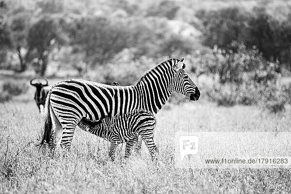 Ein weibliches Zebra  Equus quagga  und sein Kalb  das säugt  in Schwarz und Weiß