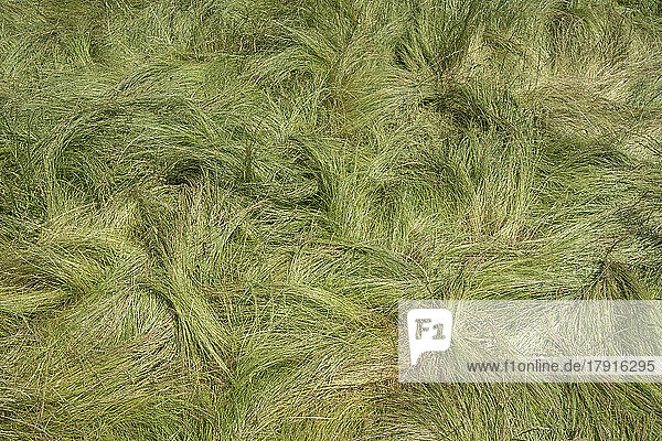 Feld mit windgepeitschten  wilden Gräsern im Sommer  Nahaufnahme von langem Gras  Blick von oben.