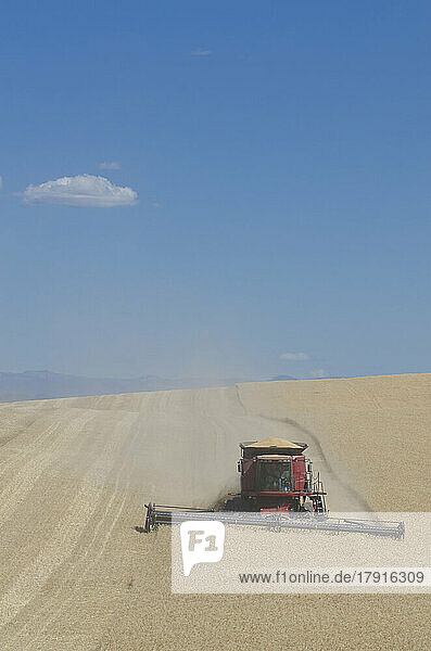 Ein Mähdrescher arbeitet auf einem Feld  fährt über die hügelige Landschaft und schneidet das reife Weizenfeld  um das Korn zu ernten.